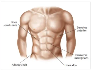 Six Packs Surgery